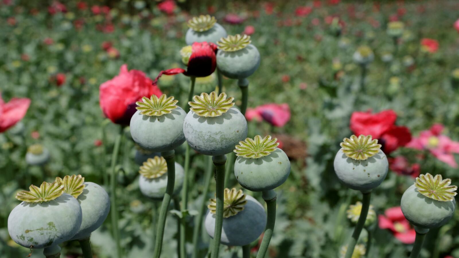 170525-poppy-opium-north-carolina-cheat_mbxt4d