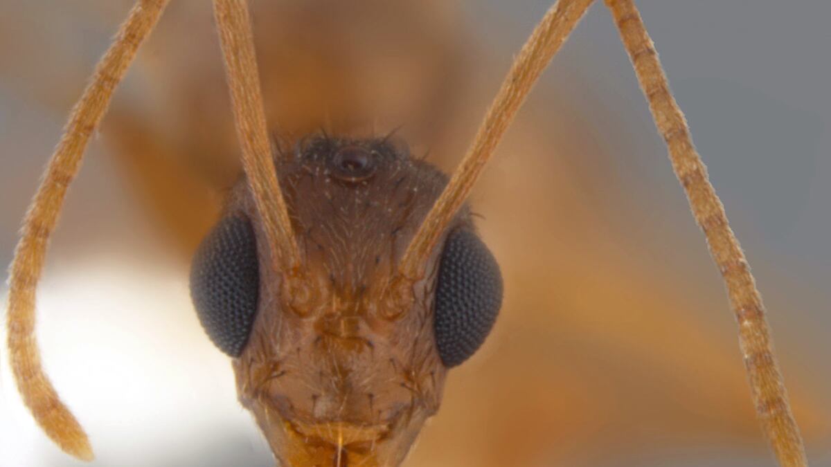 cheats/2011/10/01/hairy-crazy-ants-invade-southeast/hairy-crazy-ants-cheat_va6vl8