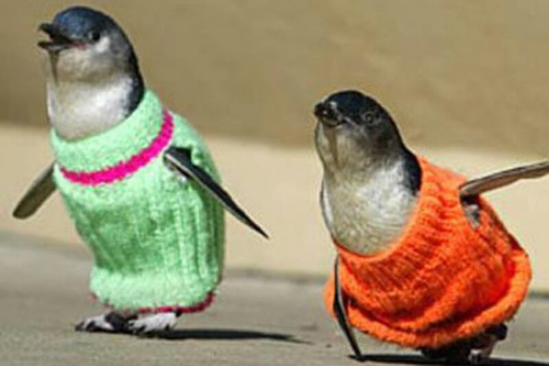 galleries/2011/10/24/best-dressed-penguins/best-dressed-penguins-12_n93aab