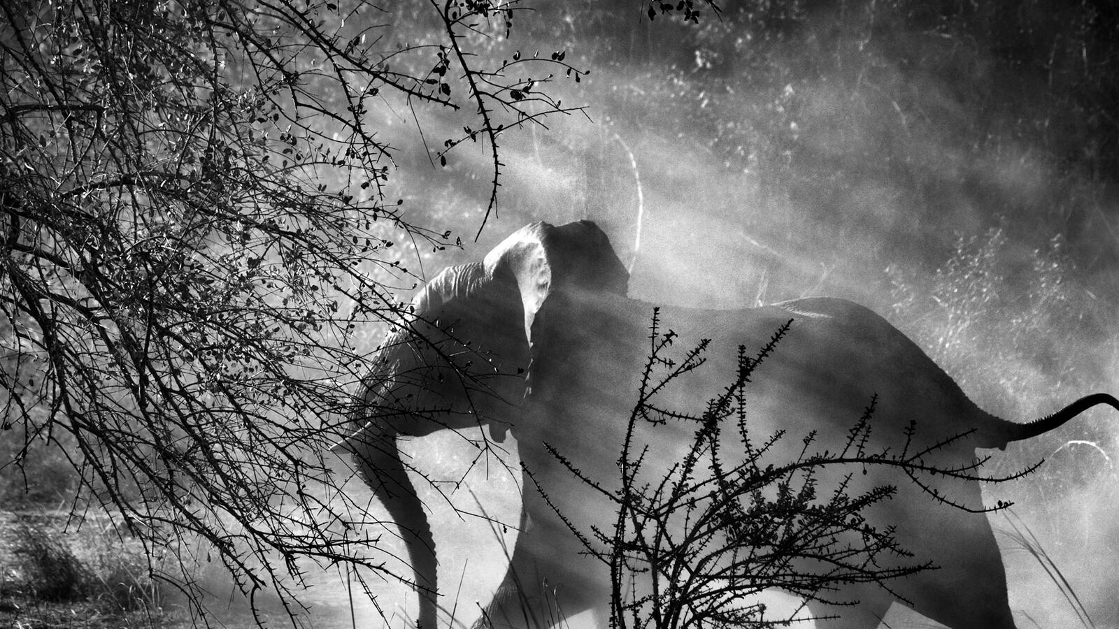 galleries/2014/09/25/genesis-is-finally-here-sebastiao-salgado-celebrates-our-beautiful-planet/140924-salgado-01_ukrv2b