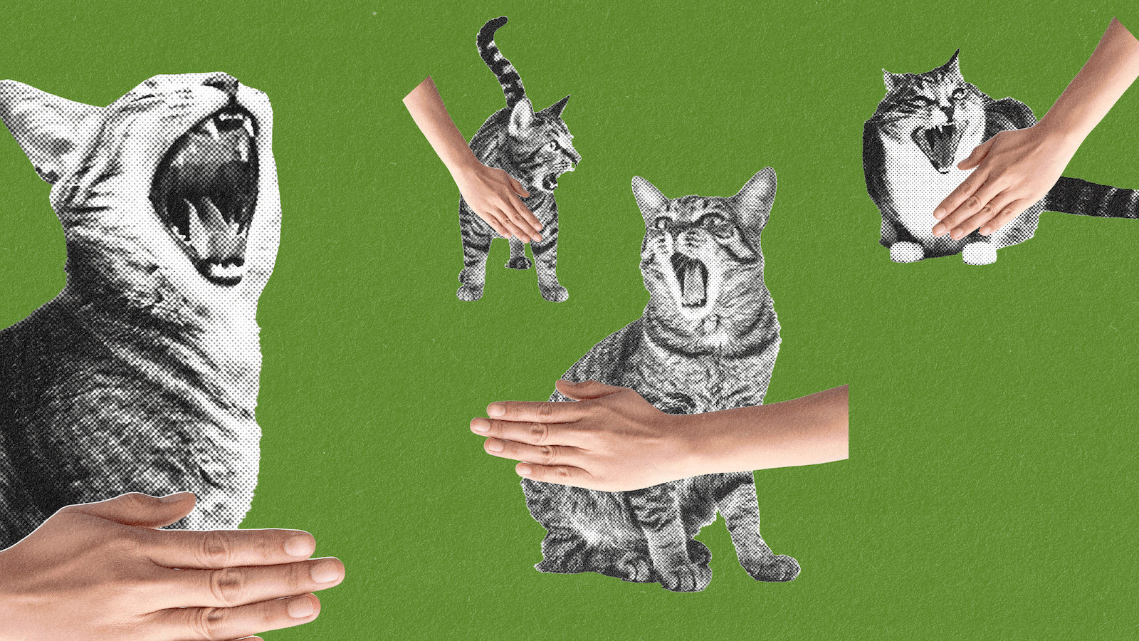 Illustration of cats and hands