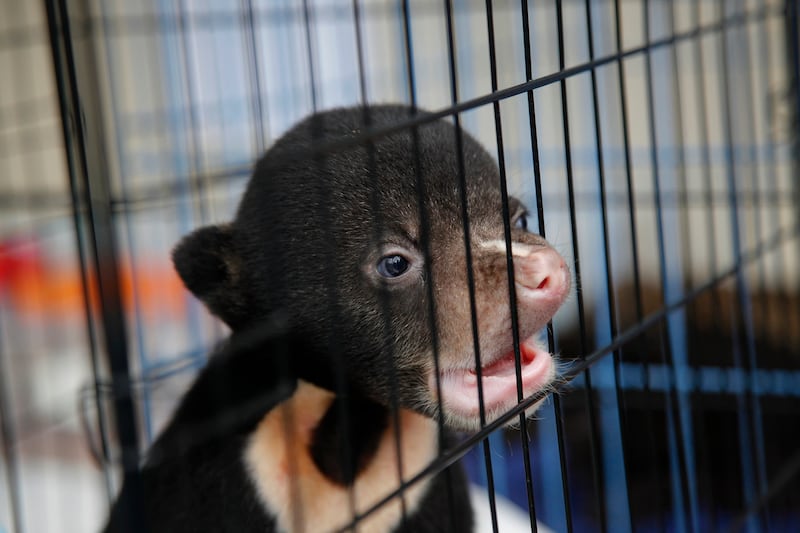 galleries/2014/07/20/confiscated-contraband-animals-in-airports/140717-airport-confiscated-7_xndhh9