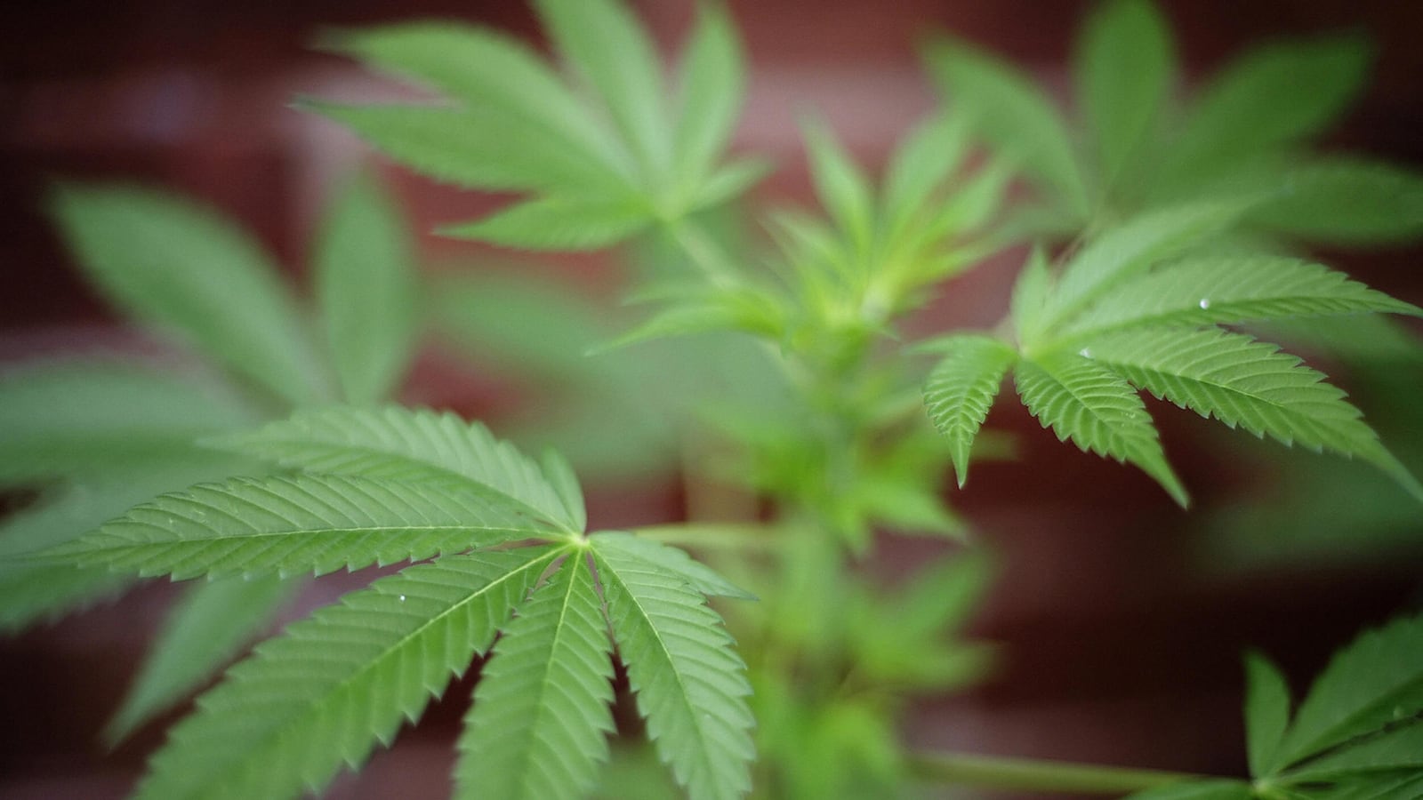 articles/2016/09/06/cops-find-600-marijuana-plants-in-day-care-s-backyard/160906-Place-600-marijuana-plants-behind-daycare-Tease_mn1pqa