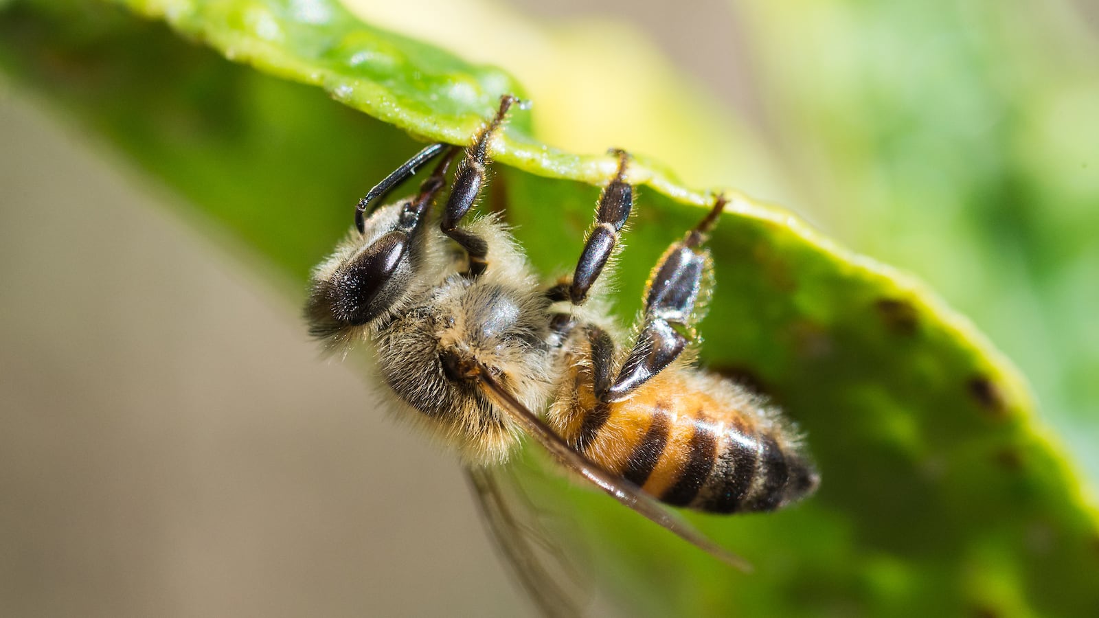 articles/2015/11/27/can-killer-bees-save-america/151126-coolman-killer-bees-tease_o1e1ei