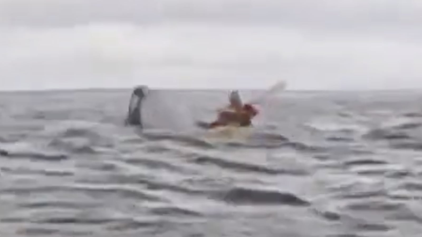 Whale eats kayaker