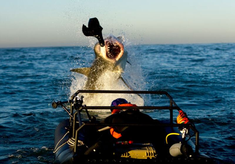 galleries/2010/06/29/shark-week/shark-week---5_jmfiz5