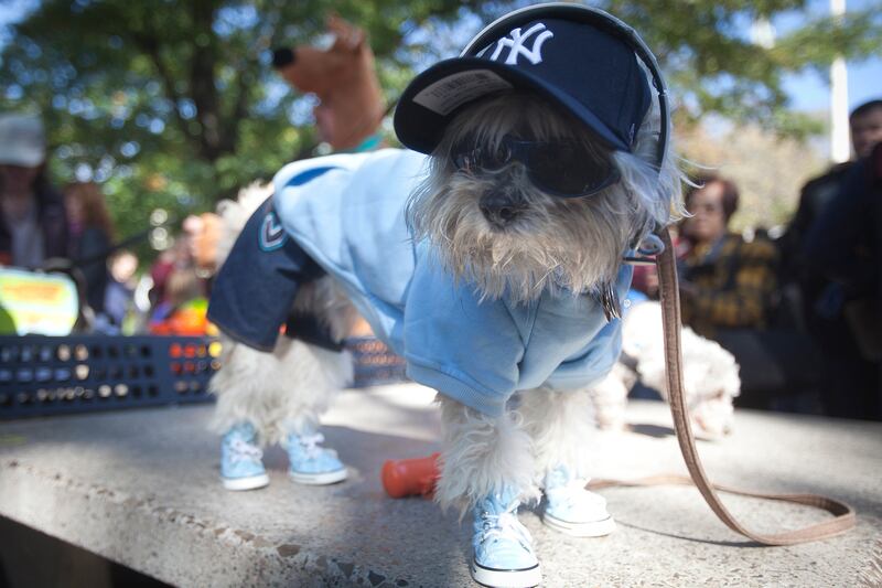 galleries/2014/10/28/happy-howl-o-ween-spooky-animals-that-will-make-you-smile/141027-pet-costumes-12_h2xqnp