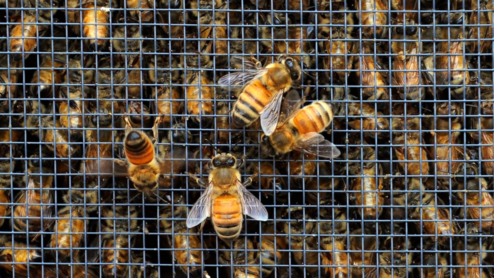 articles/2013/08/03/honey-harvest-at-the-waldorf-astoria-s-beehives/130802-dzieza-bees-tease_wdezzw