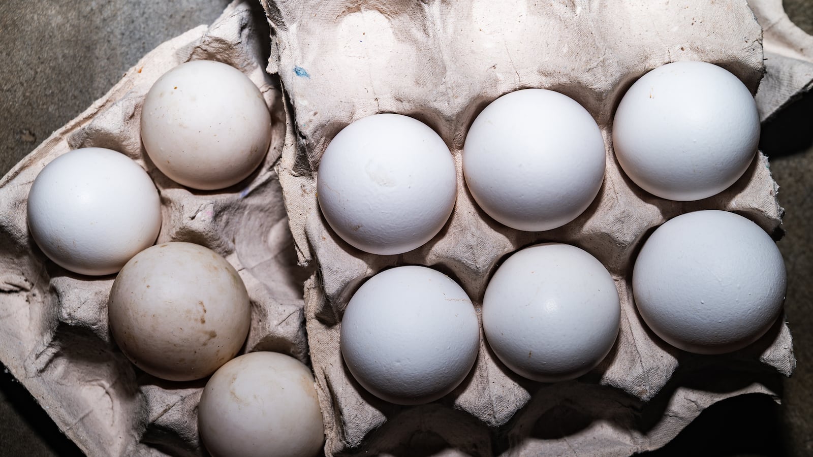 A hatchery at a poultry farm in Tehatta, West Bengal, India, on January 19, 2026. India is the world's second-largest egg producer, with approximately 142-149 billion eggs annually, and ranks among the top five in broiler chicken production, generating around 2.6 million tons of chicken meat. The leading egg-producing states are Andhra Pradesh, Tamil Nadu, Telangana, Karnataka, and West Bengal. (Photo by Soumyabrata Roy/NurPhoto via Getty Images)
