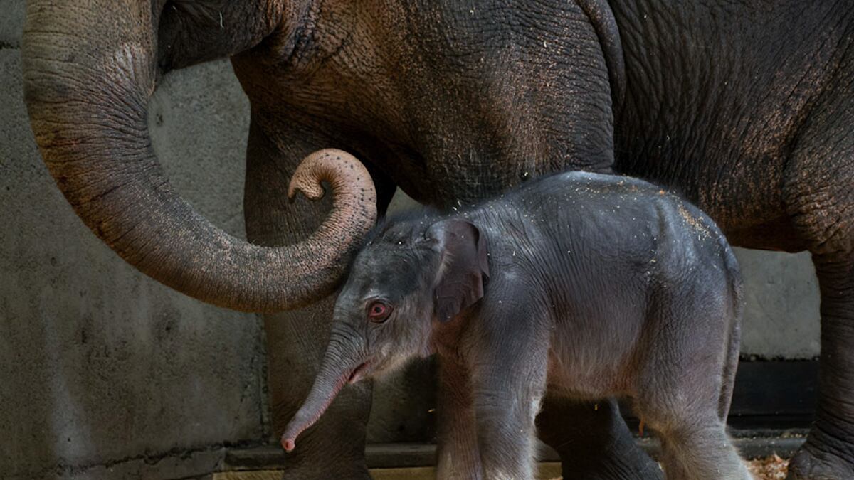 articles/2012/12/09/whose-elephant-is-it-oregon-zoo-stuck-in-custody-battle/baby-elephant-ross_zgh1ph