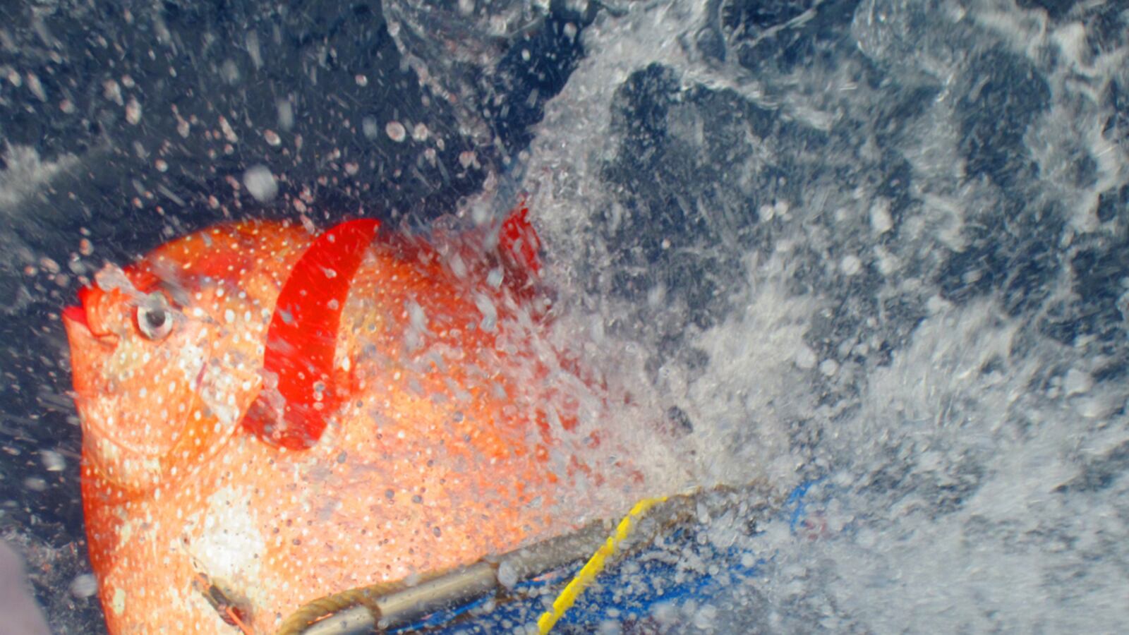 cheats/2015/05/15/scientists-find-warm-blooded-fish/150515-opah-fish-cheat_kyrfjn