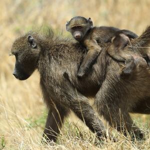 GettyImages-622328714_1_dssdnk