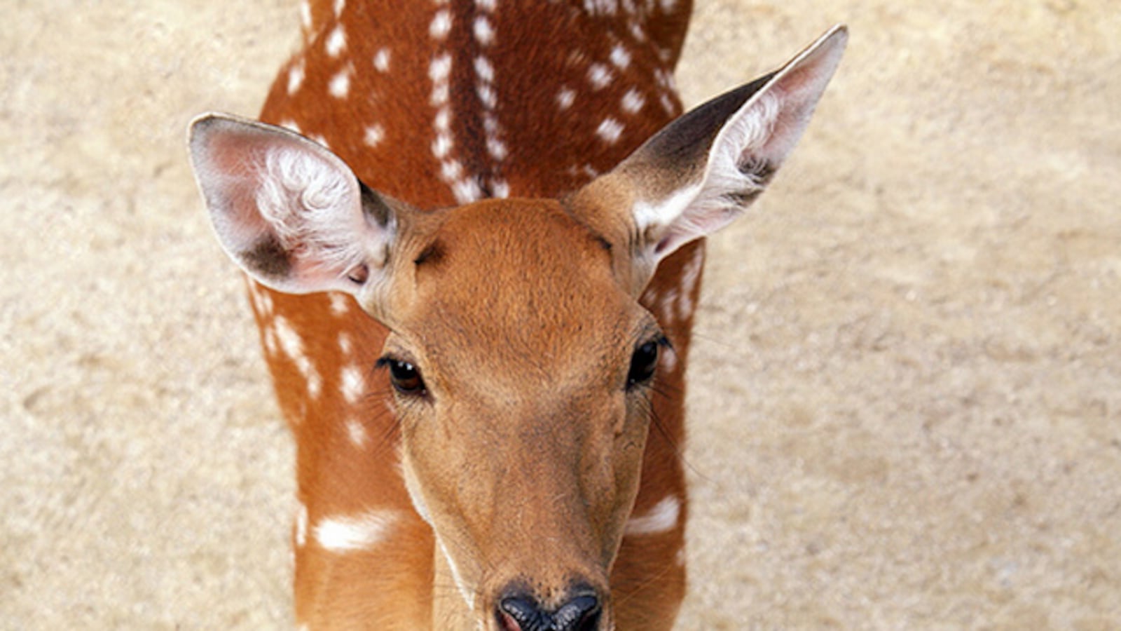 articles/2013/04/02/attention-deer-hunters-your-nation-needs-you/attention-deer-hunters-your-nation-needs-you-image_lqmiwl