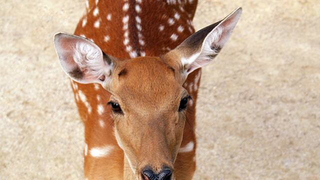 articles/2013/04/02/attention-deer-hunters-your-nation-needs-you/attention-deer-hunters-your-nation-needs-you-image_lqmiwl