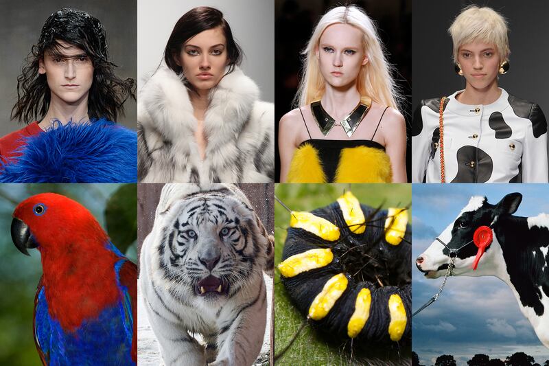 galleries/2014/03/06/fendi-lanvin-and-more-fashion-week-pieces-that-looked-like-animals/gal-2014-fashion-wild-tease_bhdxxq