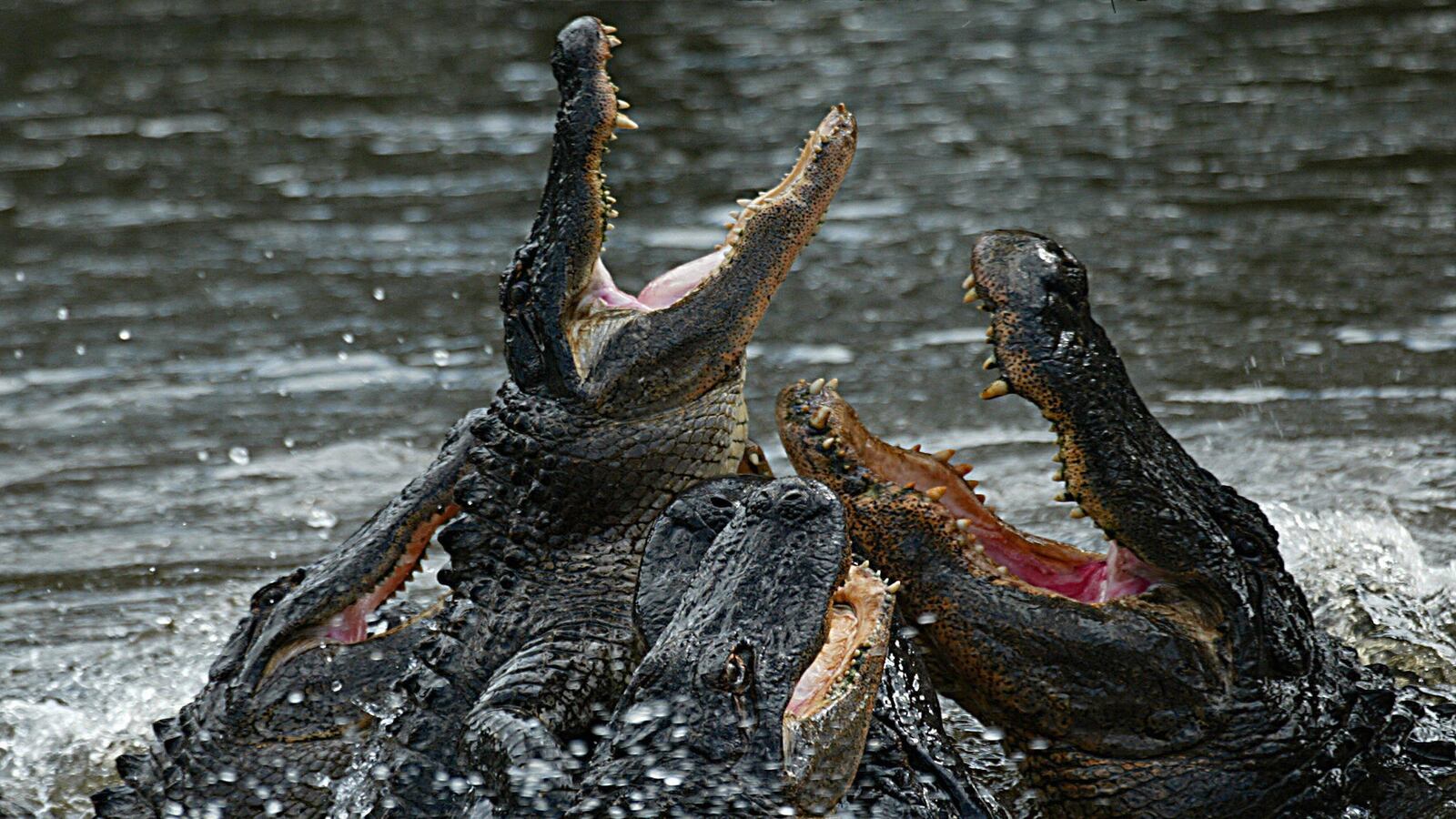 articles/2016/09/02/watch-people-are-finding-beheaded-alligators-in-florida/160902-Place-beheaded-alligators-florida-Tease_jixjzn