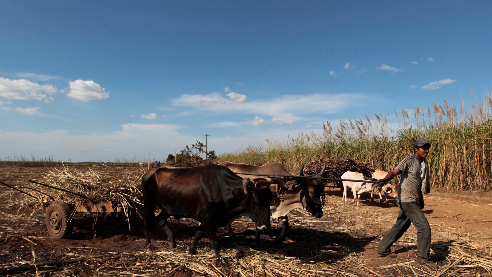 cheats/2014/05/09/unknown-illness-killed-20k-in-past-decade/140709-kidney-cheat_jnxlhb