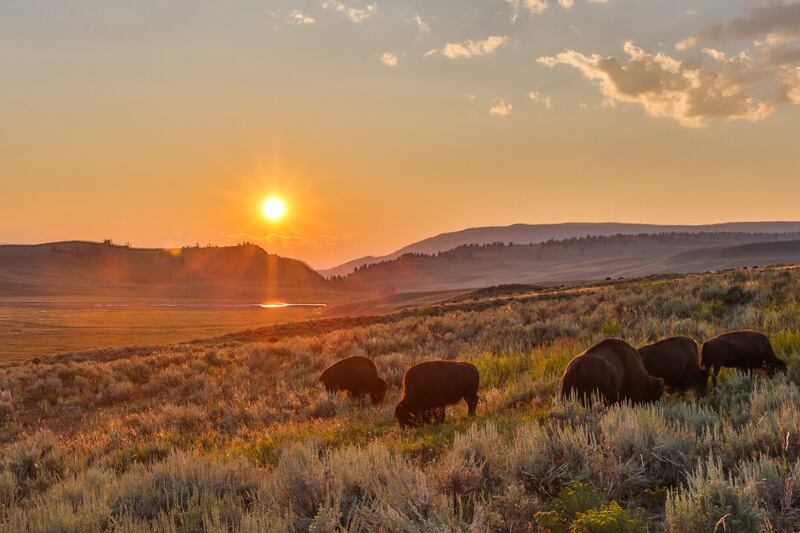 galleries/2015/12/04/scenes-from-wild-yellowstone-photos/151203-wild-yellowstone9_xg04fn