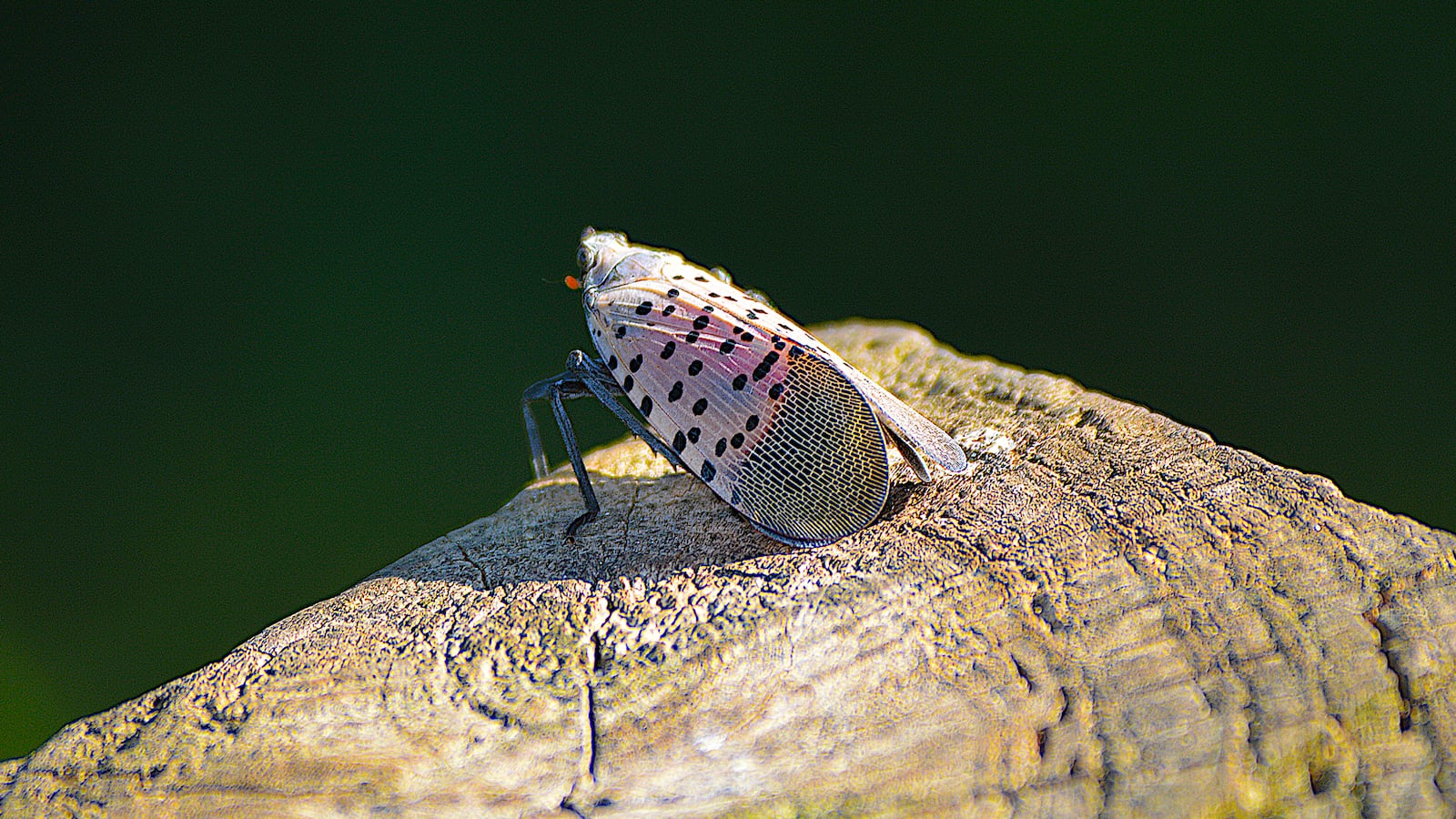 GettyImages-1271397191-2_etxpkl