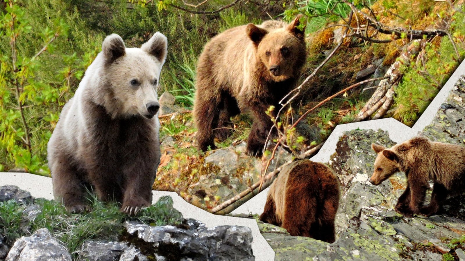 061722-richardson-bears-hero_kfmcrk