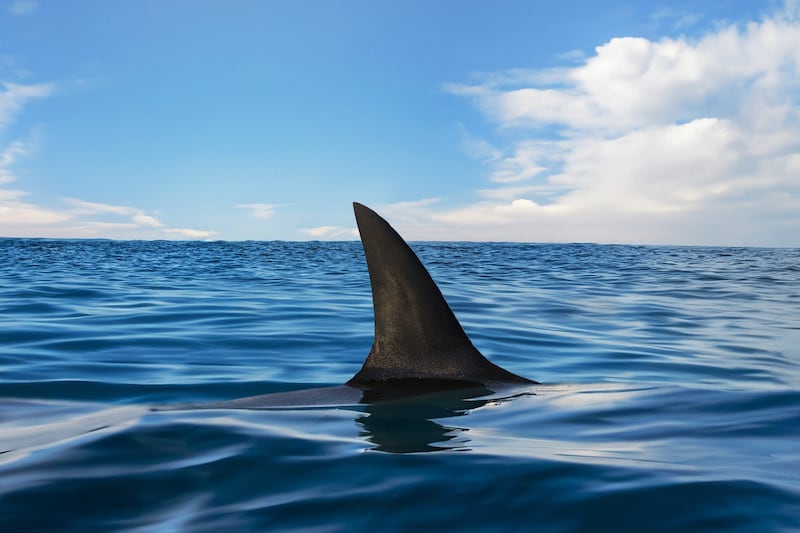 Shark fin