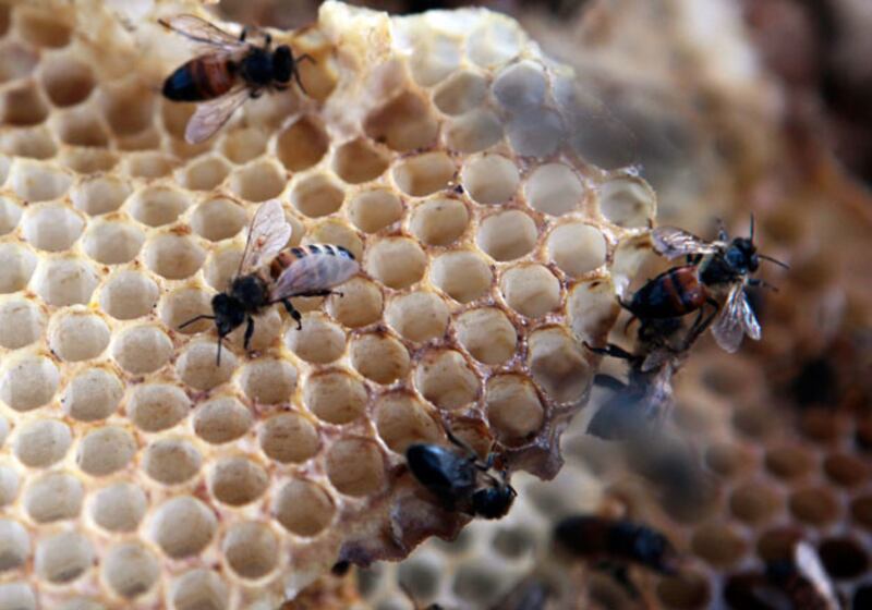 galleries/2011/01/03/animal-mysteries/animal-mysteries---honeybees_vrc2i4