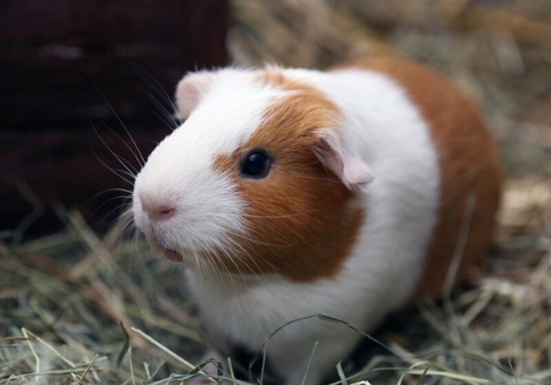 galleries/2010/11/09/which-pets-live-the-longest/pets---guinea-pig_ahrnyq