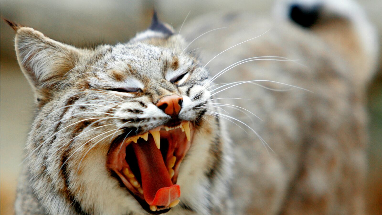 cheats/2017/02/01/national-zoo-bobcat-ollie-found-on-zoo-property-in-washington-d-c/170201-national-zoo-bobcat-cheat_nx90gy