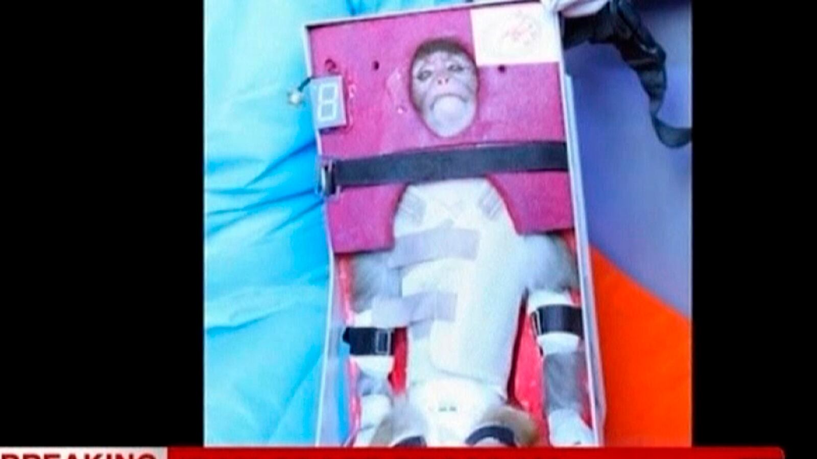 cheats/2013/01/28/iran-sends-monkey-into-space/130128-iran-monkey-space-cheat-new_qejtqi