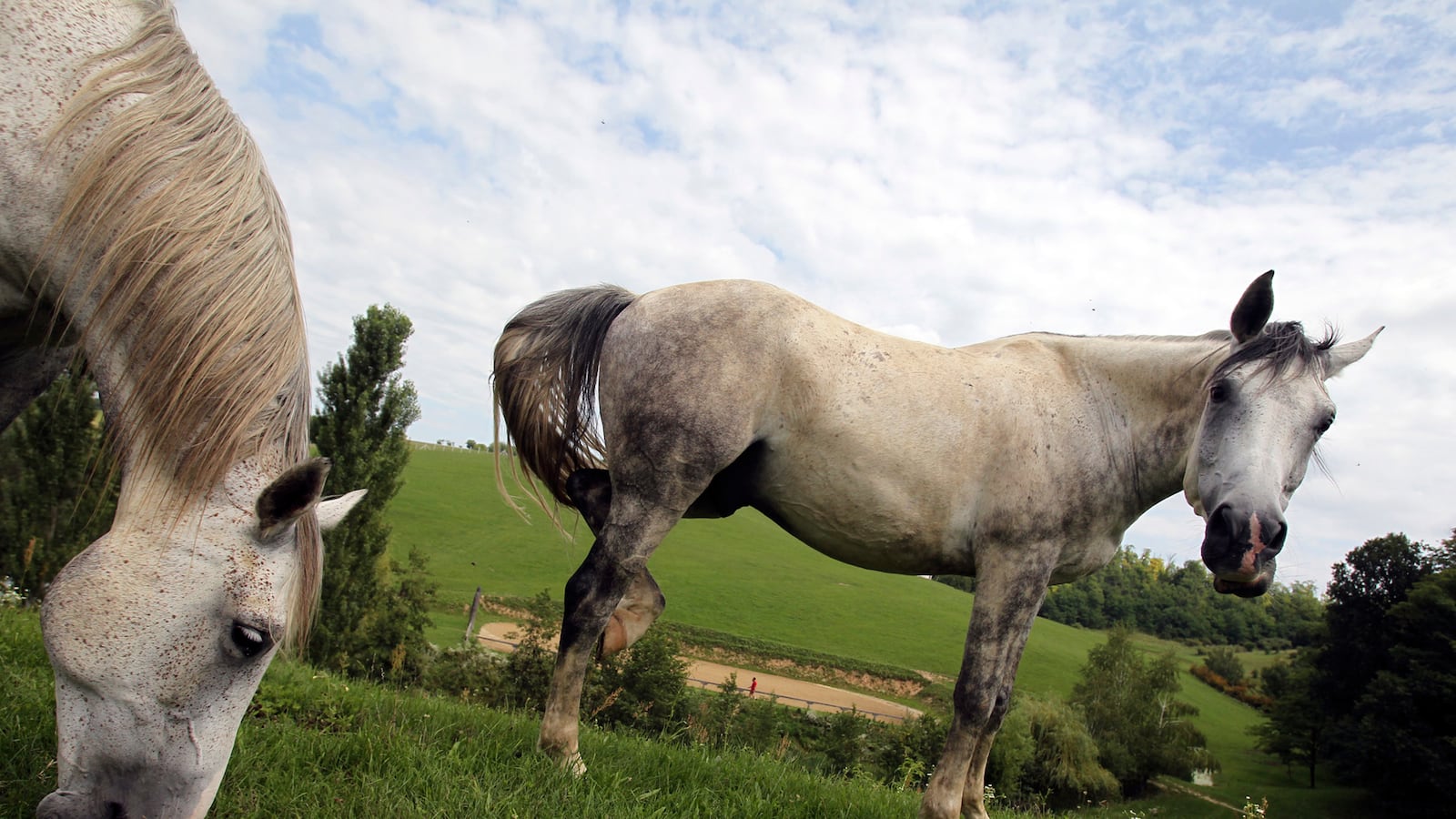 cheats/2015/02/25/hungarian-village-up-for-rent/150225-hungarian-town-cheat_oztrls