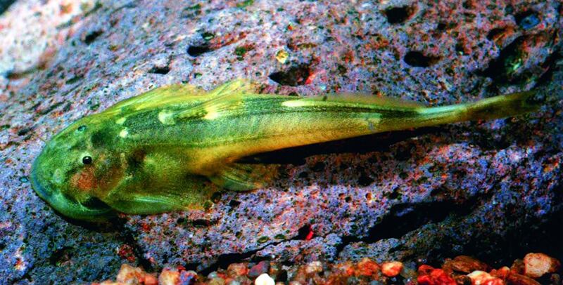 galleries/2010/10/06/new-species-discovered/new-species-mekong-4_jz2r7t