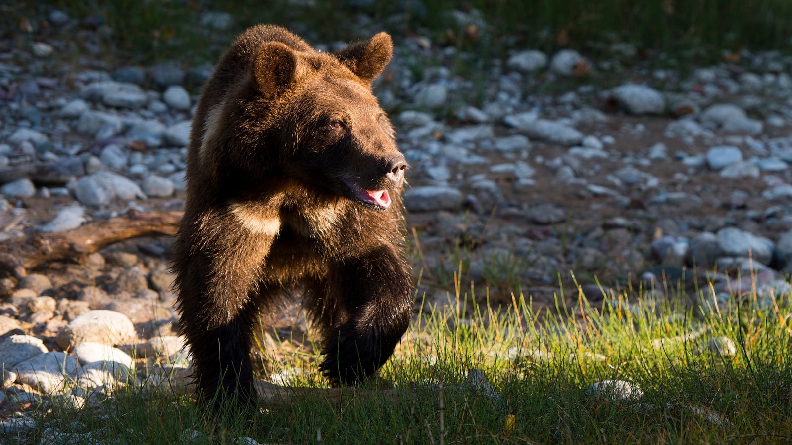 Two year old grizzly bear.