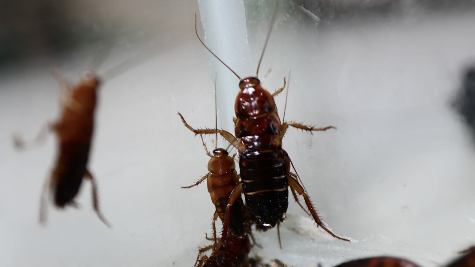 LIMA, PERU - DECEMBER 17: Christian Mendoza, an agronomist with over 20 years of experience in Lima, Peru specializes in breeding worms, beetles, cockroaches, and crickets as food for exotic pets like amphibians and tarantulas on December 17, 2024. His work underscores the vital role these insects play in the nutrition of other species and the promotion of ecological sustainability. By living alongside them, people can confront their fears and develop a deeper appreciation for their contribution to environmental balance. Mendoza's initiative is transforming the way exotic pets are cared for and fostering a greater respect for the natural world.