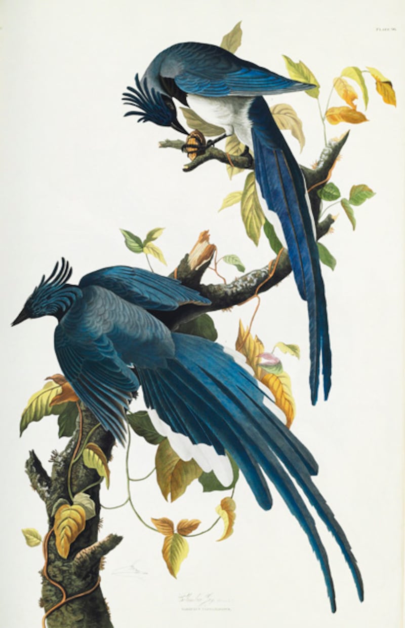 galleries/2012/01/15/christie-s-auctions-audubon-s-birds-of-america-priciest-book-ever/audubon-gal-columbia-jay_kntkvy