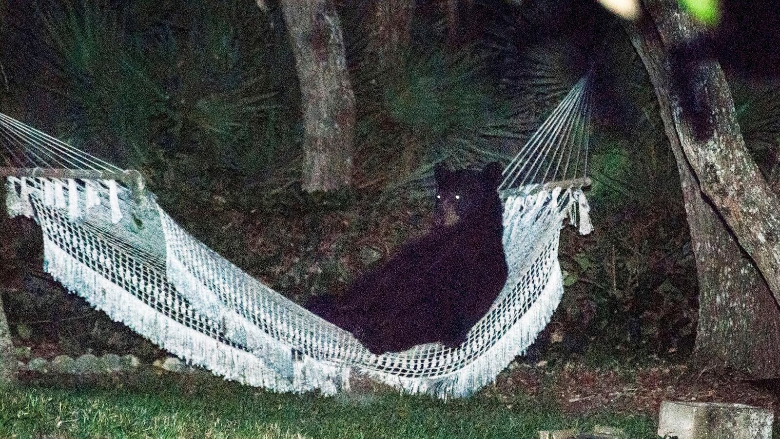 2014-06-06T000000Z_2050782287_TM3EA620WGR01_RTRMADP_3_USA-BEAR_bhoxbt