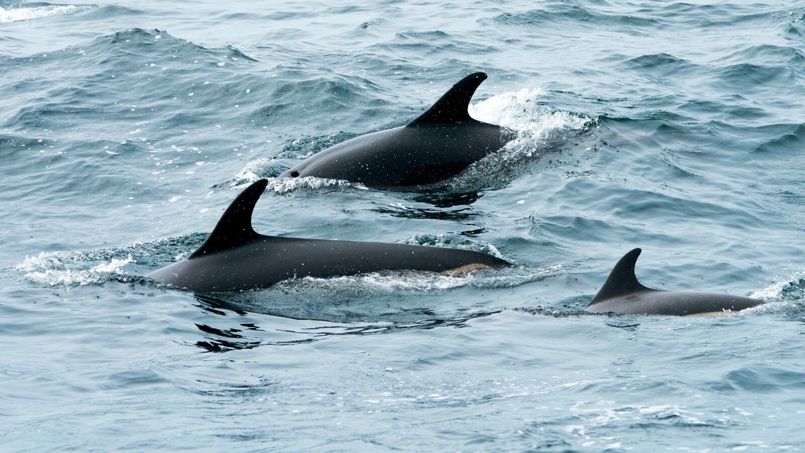 GettyImages-957471200_1_d5bggt