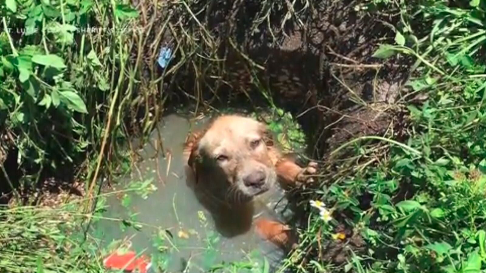 videos/2016/06/09/cop-adopts-puppy-he-found-in-septic-drain/160609-Place-cop-adopts-septic-drain-puppy-Tease_y7wcs1