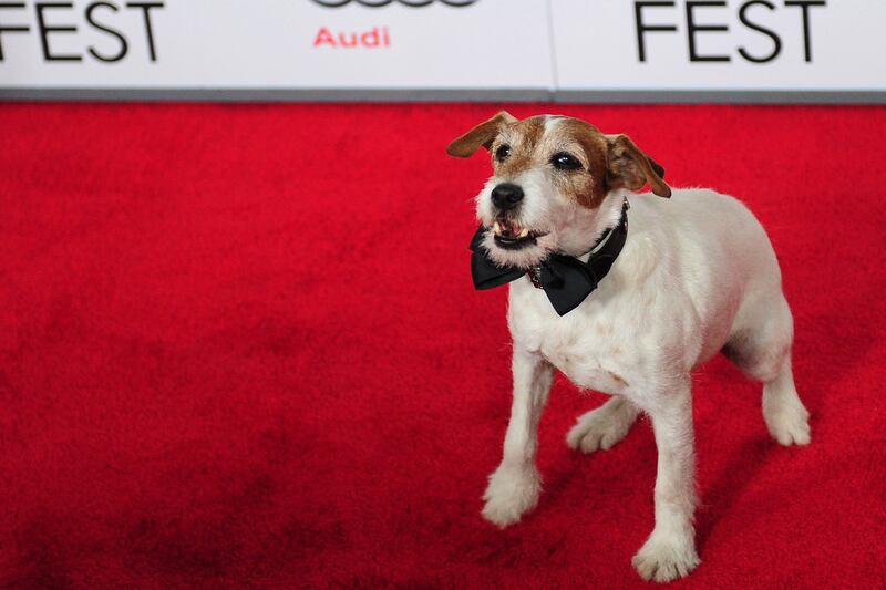 galleries/2012/10/24/8-celebrity-animal-authors-from-toto-to-uggie-photos/animal-authors-uggie_sy2v63