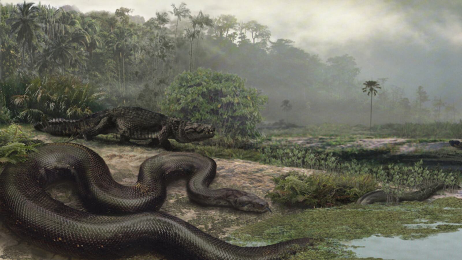 cheats/2009/02/05/worlds-largest-snake/snake_zi95j2