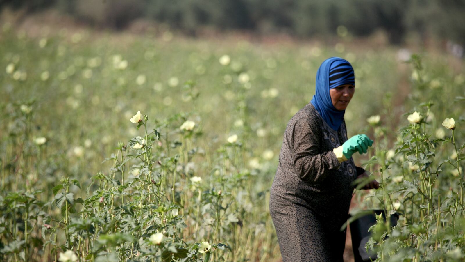 articles/2012/08/01/pandermonuim/palestinian-farmer-openz_o2p8oq