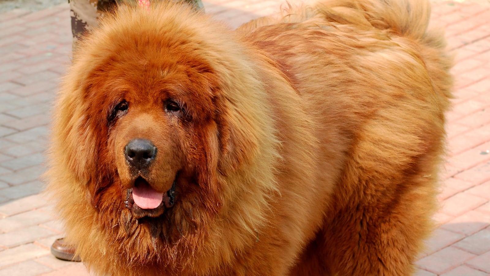 cheats/2013/08/17/zoo-s-african-lion-is-actually-a-dog/130815-china-zoo-weird-cheat_cwdrgz