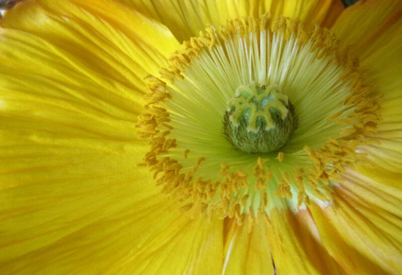 galleries/2010/05/04/dominique-browning-s-favorite-flowers/bouquets-2_tf4pgu