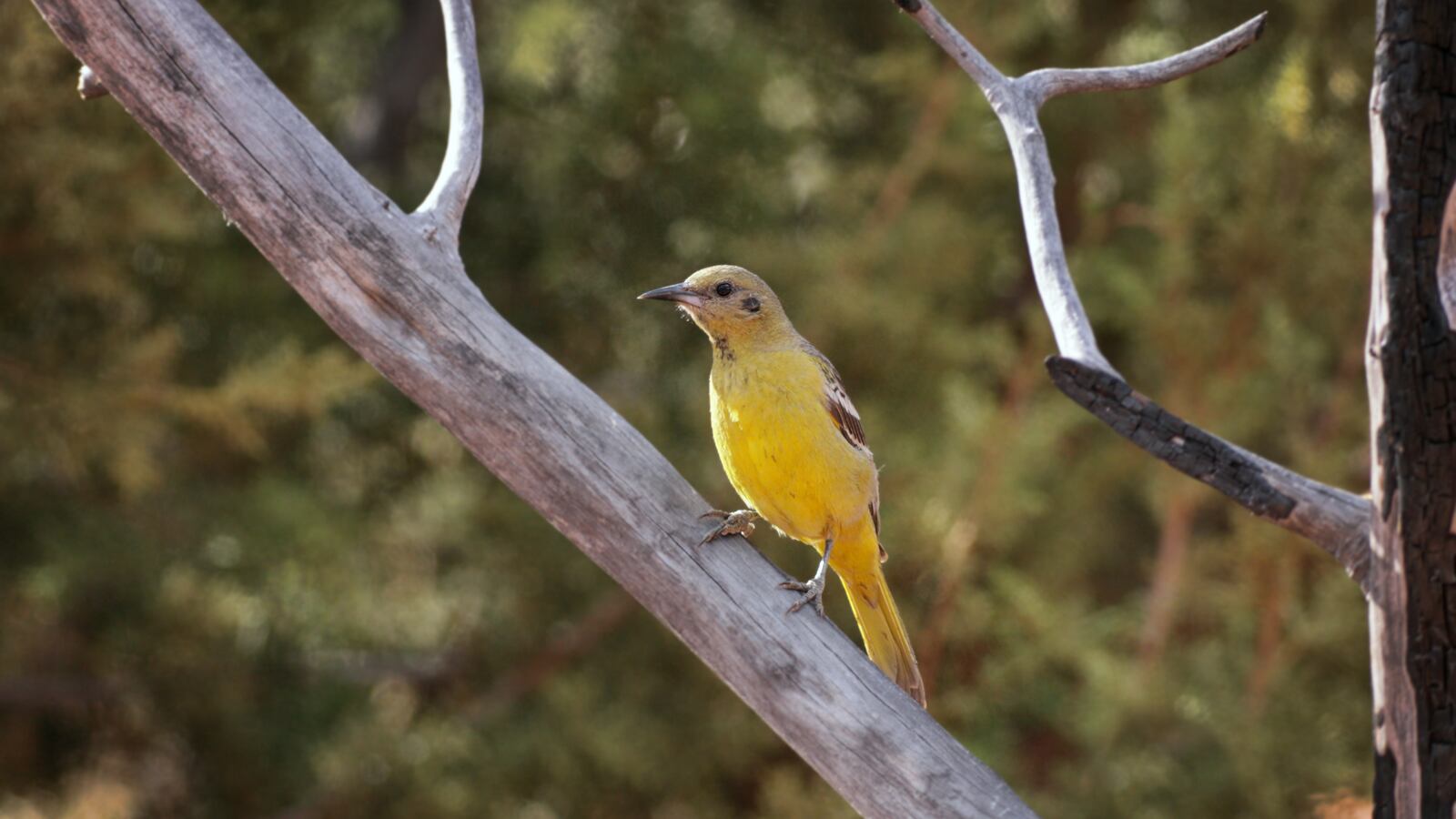 A female Scott's Oriole bird is perched on a diagonal branch.