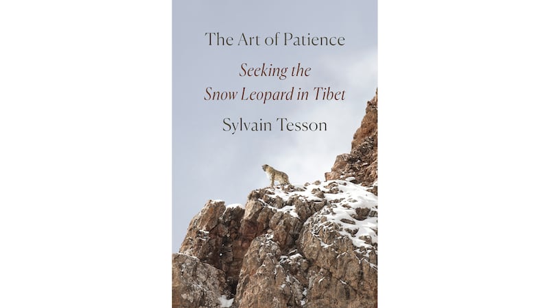 210713-tesson-snow-leopard-embed_ghtqyc