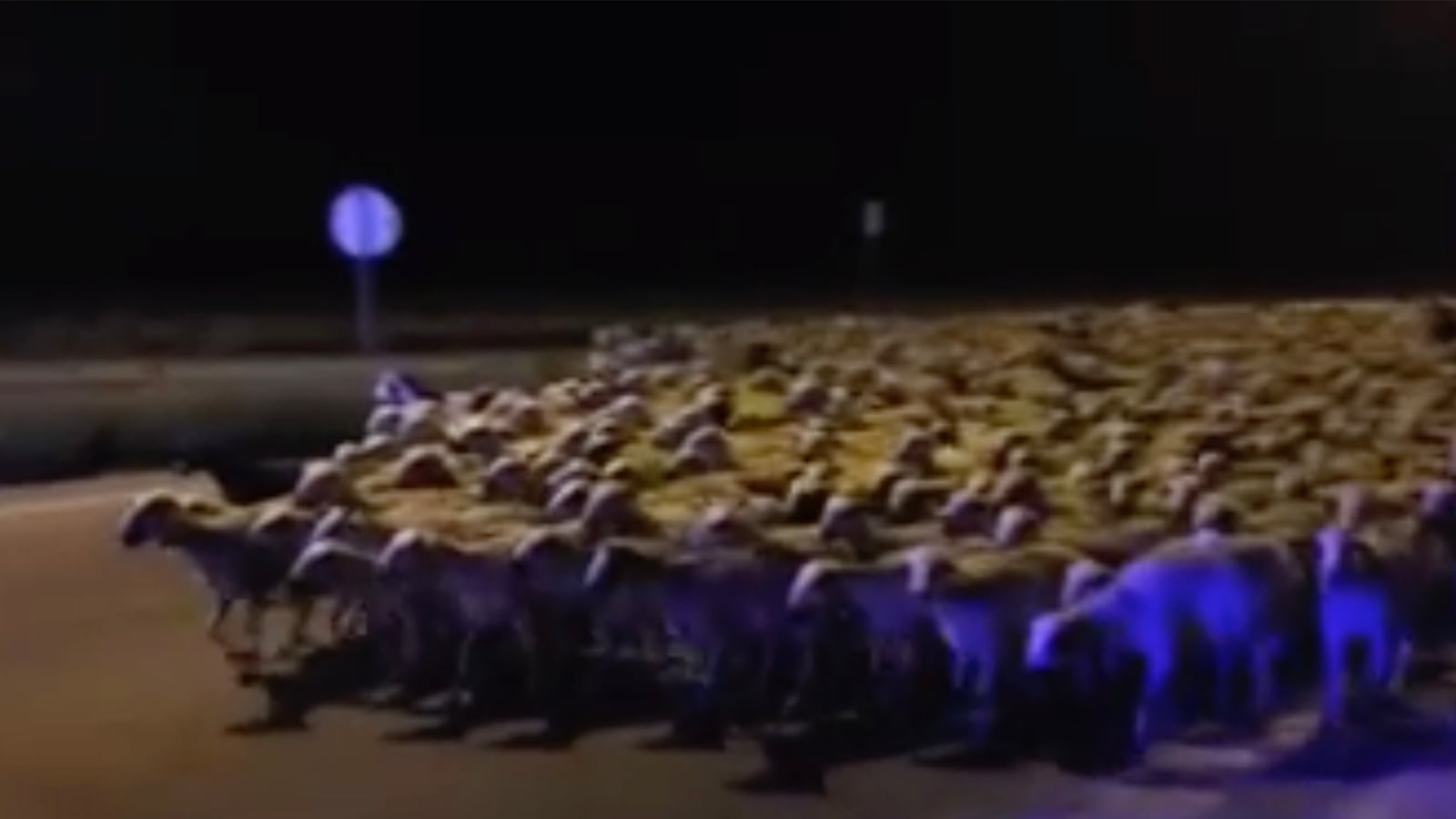 articles/2016/06/08/sheep-go-on-a-rampage-after-their-shepherd-falls-asleep/160607-sheep-heard-tease_owoi5n