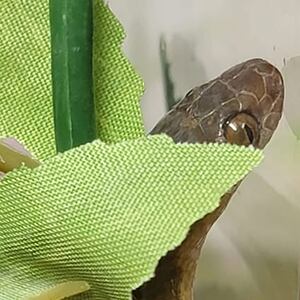 ornate cat-eyed snake