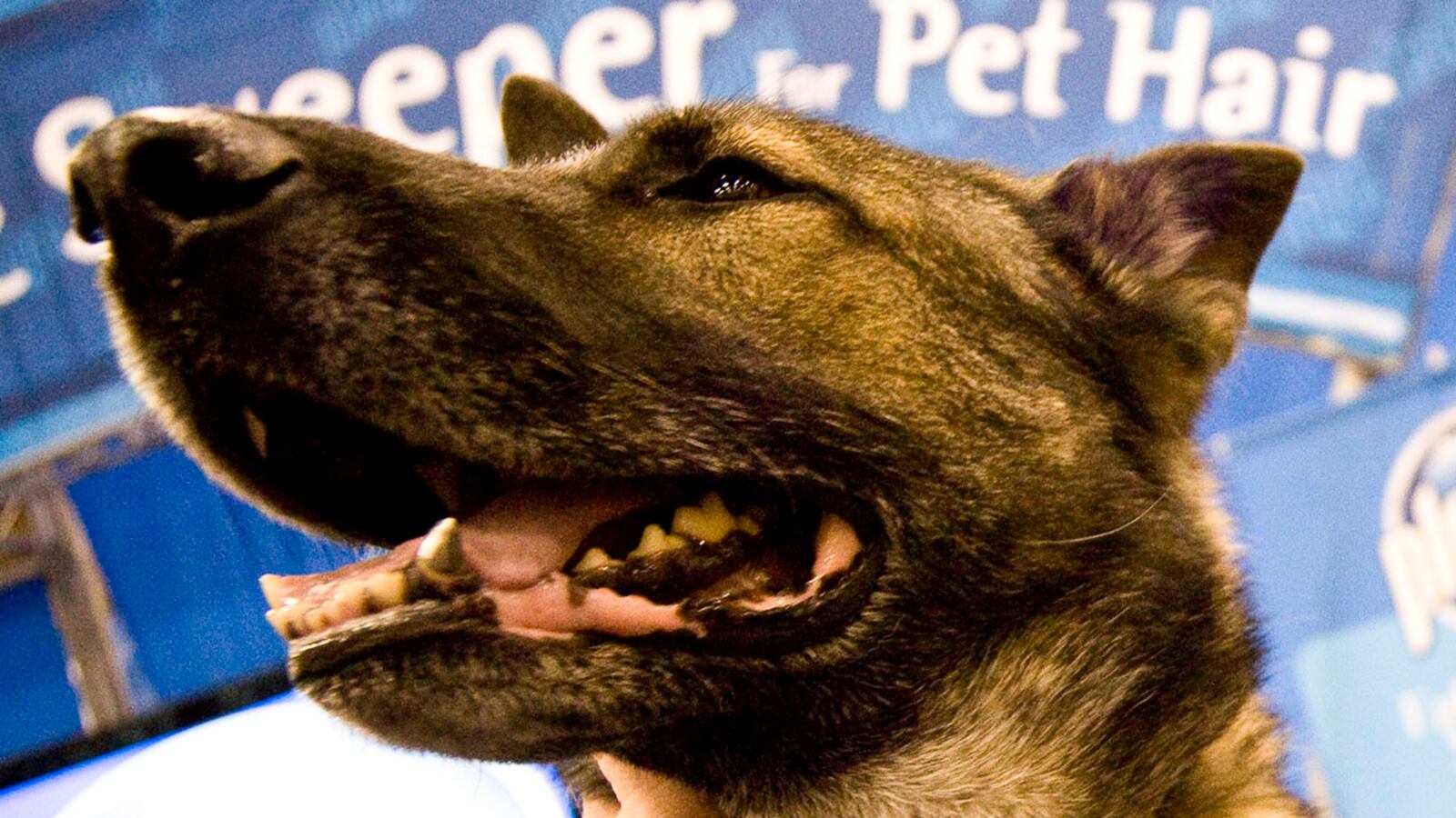 cheats/2011/08/18/study-dogs-can-smell-lung-cancer/german-shepard-dog-cheat_kd9w71