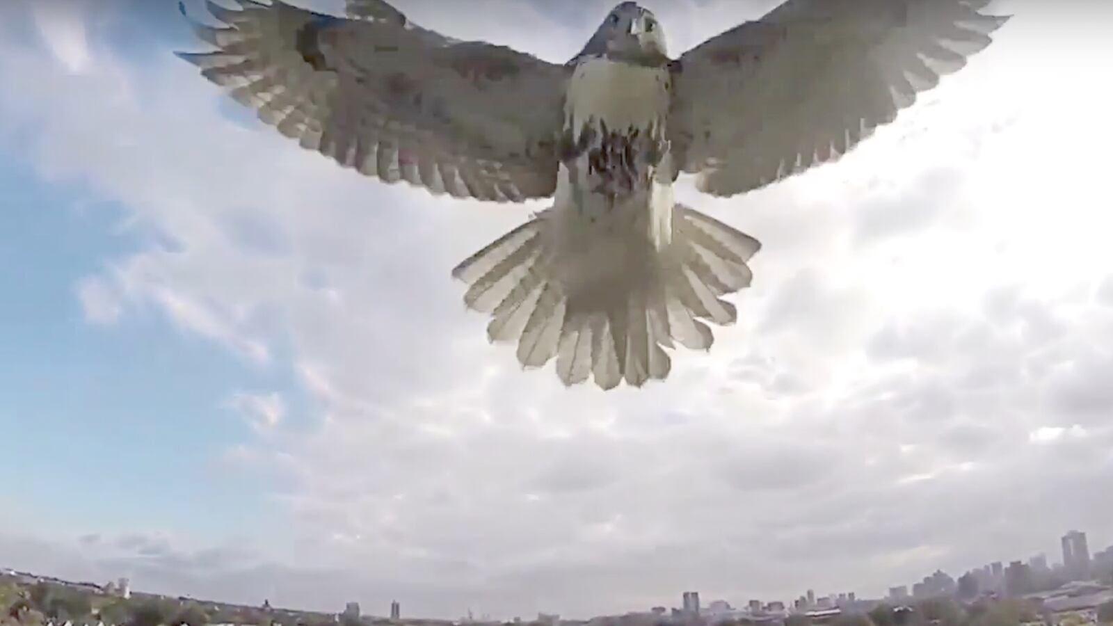 articles/2015/09/17/drones-vs-animals-vid-is-amazing-duh/20150916-droneanimals-joiner_tvnmpm