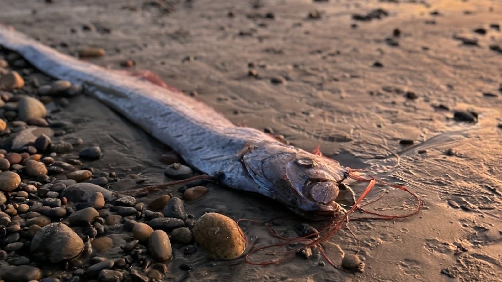 Oarfish.