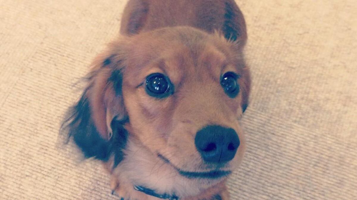 cheats/2013/01/15/revolving-door-kills-tatler-s-dog/tatler-dog_xfqv35